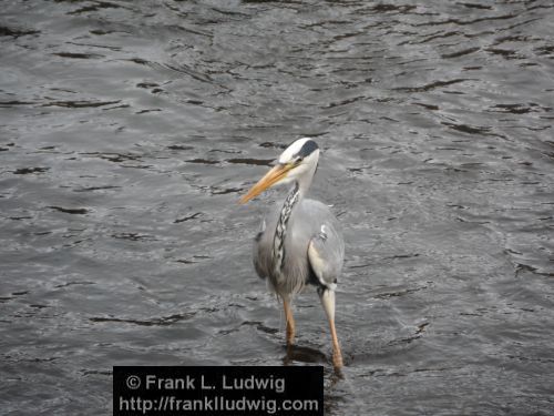 Heron on the Garavogue